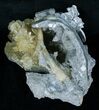 Partial Fossil Whelk With Golden Calcite Crystals #6050-2